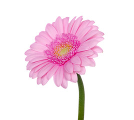 Pink gerbera