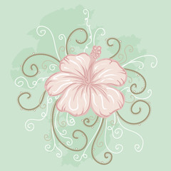 pink hibiscus on a light green background
