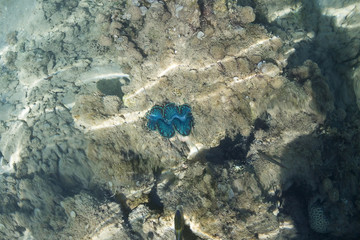 underwater world of the Red Sea