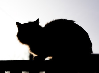 Silhouette of a cat sitting on the fence