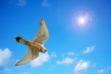 Naumanni hawk under a bright sun