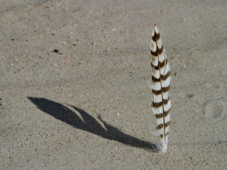 Eine einzelne Feder steck im Sand