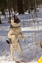 German shepherd jumping in the snow
