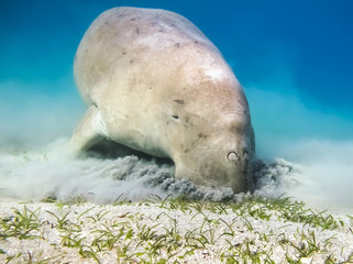 Dugong (Dugong dugon) - The sea cow.