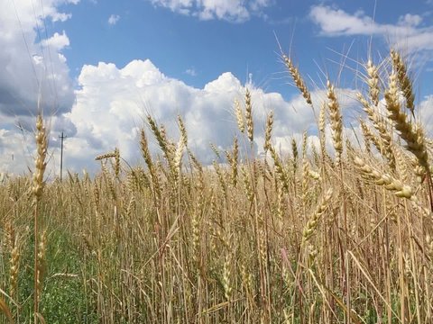 Mature wheat ears against the blue sky