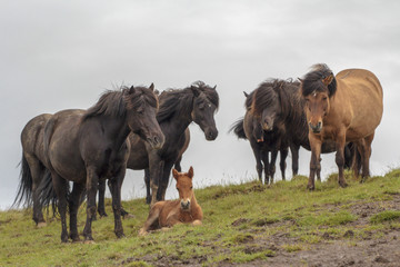 Icelandic horses with foal