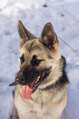German Sheepdog on the snow