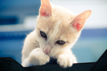 Cute cat with color filter