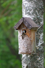 Birdhouse and tiny bird