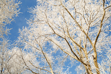 tree branches covered with snow