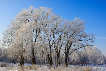 Winter landscape in the forest, the trees in the frost