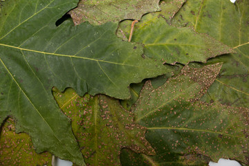 Autumn leaf of the tree. Photo.