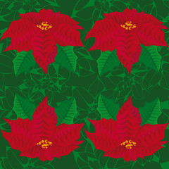 Fototapeta premium Seamless green background.red flowers of poinsettia .