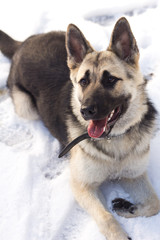German Sheepdog on the snow