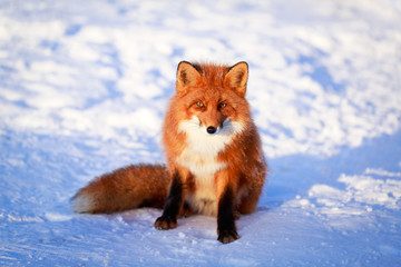 Naklejka premium red fox