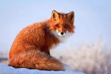 Abwaschbare Fototapete Foto des Tages roter Fuchs