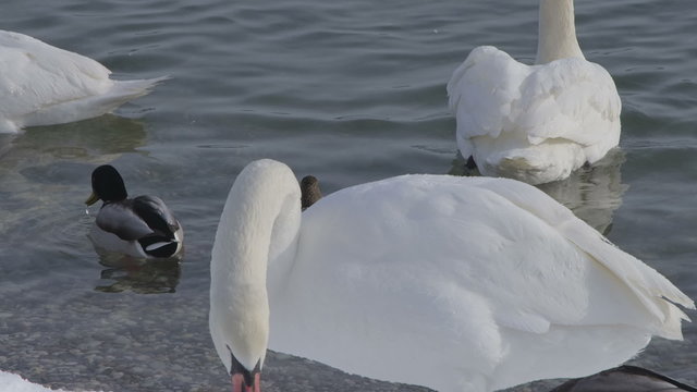 Mute Swan - Cygnus olor