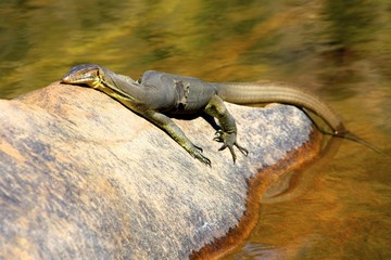 Guana at Jim Jim Falls, Kakadu National Park Australia
