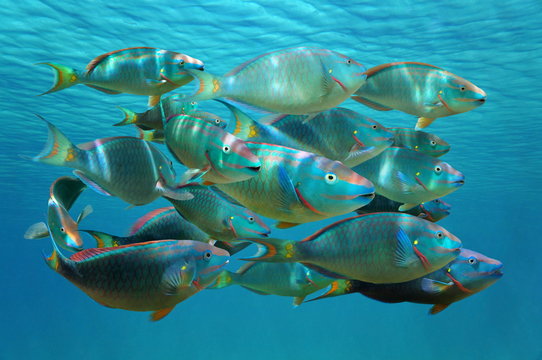 Shoal of tropical fish Stoplight parrotfish