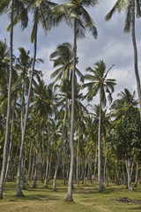 Obraz premium Indonesia, Lombok: coconut palm