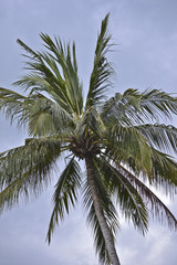 Indonesia, Lombok: coconut palm