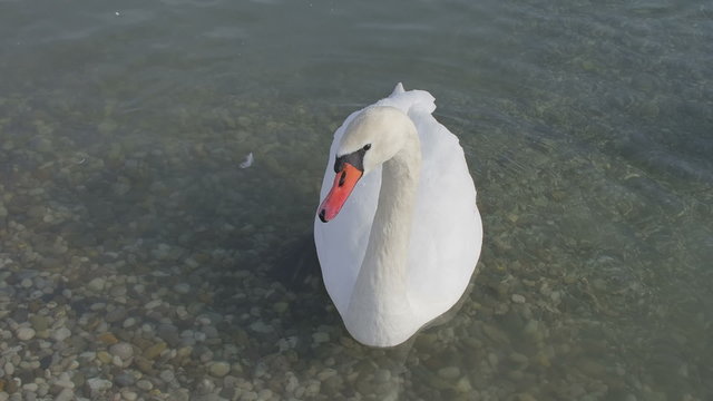 Mute Swan - Cygnus olor