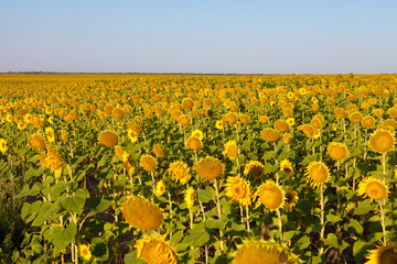 sunflower field