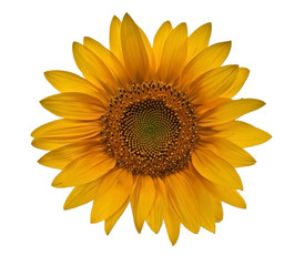 small sunflower closeup on white background
