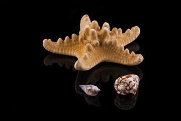 Seestern mit kleinen Muscheln