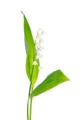beautiful lily of the valley flower is isolated on white backgro