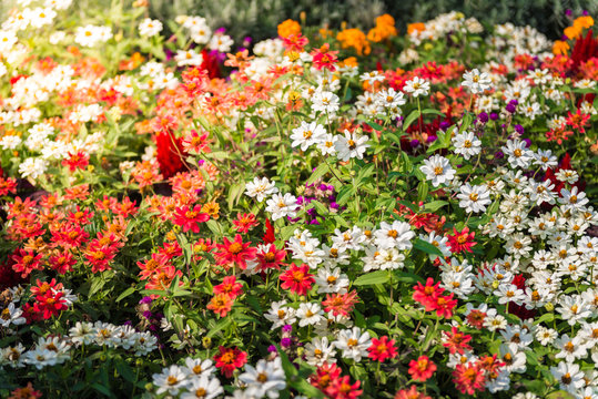 Many colourful daisies