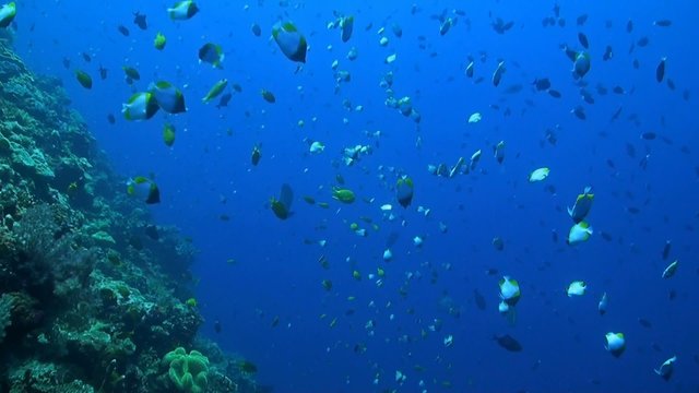 Steep slope of a coral reef with plenty of fish