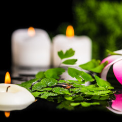 spa background of green branch fern, plumeria flower with drops