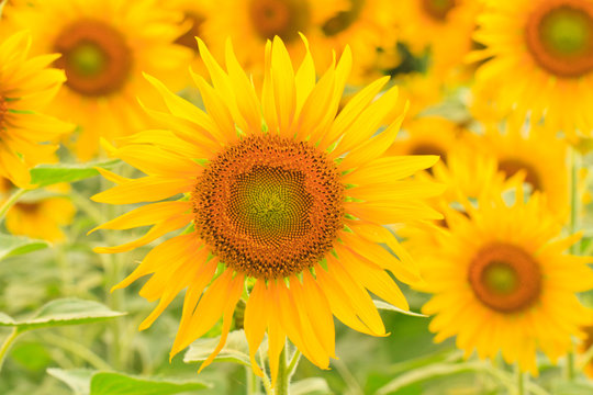 sunflower.s