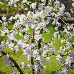 blooming apple tree