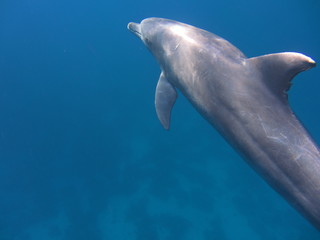 Delfine © dauergrinsi