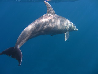 Delfin © dauergrinsi