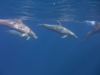 Delfine © dauergrinsi