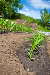 young shoots of corn on a bed