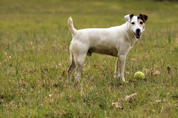 Le chien et sa balle