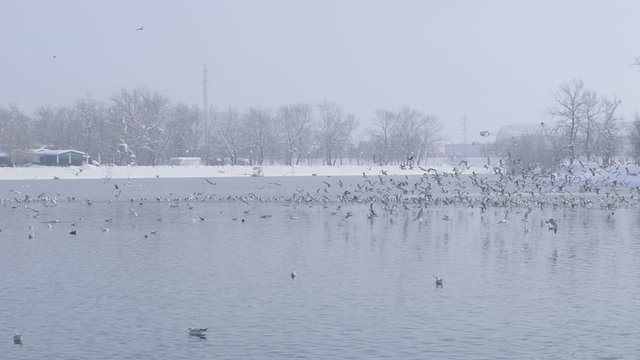 zagreb, jarun lake, winter time