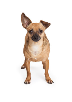 Adorable Chihuahua Mix Breed Dog Standing