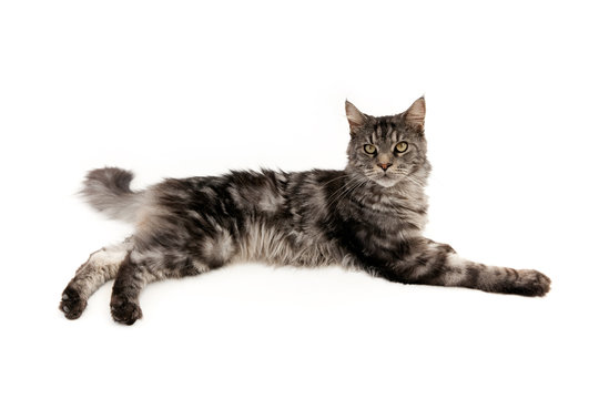 Gray cat isolated on a white background