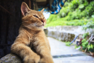 Cat Looking At Camera