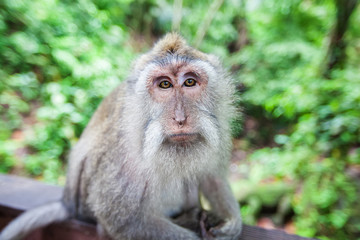 Monkeys in Monkey Forest, Ubud, Bali, Indonesia