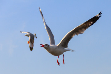 Fototapeta na wymiar Seagull flying for food at the sea