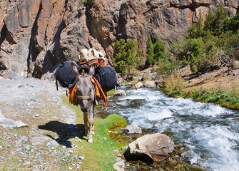 Donkey in the mountain river laden backpacks