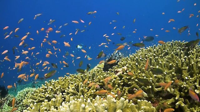 Colorful coral reef with anthias and lionfish