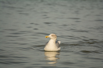 Möwe an der Ostsee