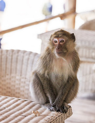Monkey portrait on a table